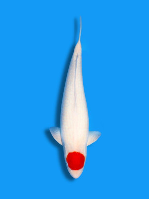 Tancho Kohaku Weibchen | Koi&Co.