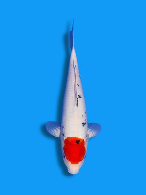 Tancho Sanke | Koi&Co.