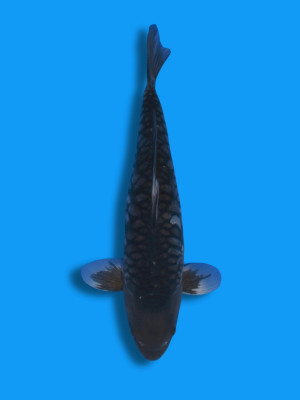 Big Scale Karasugoi | Koi&Co.