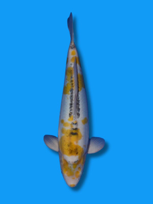 Ayawakaba | Koi&Co.