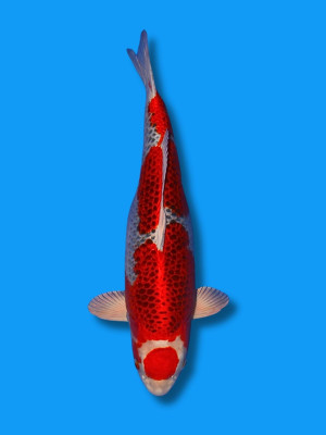Maruten Beni Kujaku | Koi&Co.