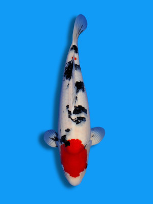 Tancho Sanke | Koi&Co.