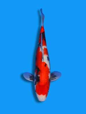 Showa | Koi&Co.