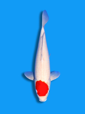 Tancho Kohaku | Koi&Co.