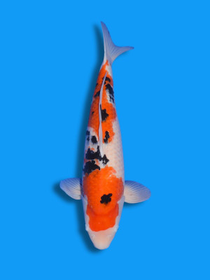Sanke | Koi&Co.