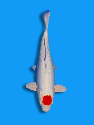 Tancho Kikusui | Koi&Co.