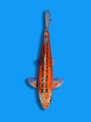 Hikari Hi Shusui | Koi&Co.