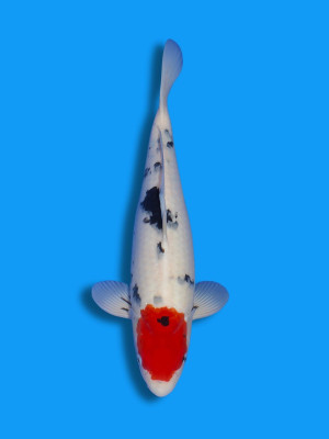 Tancho Sanke | Koi&Co.