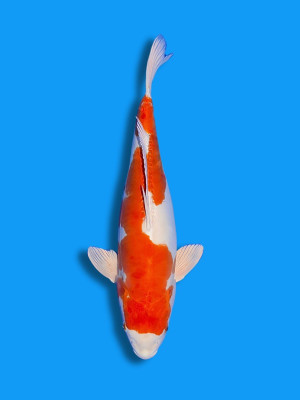 Kikusui | Koi&Co.