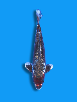 Big Scale Budo Koromo | Koi&Co.
