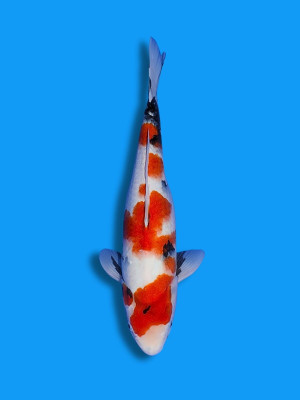 Showa | Koi&Co.