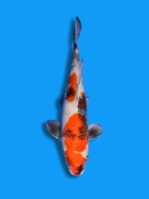 Kin Showa | Koi&Co.