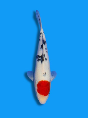 Tancho Sanke | Koi&Co.