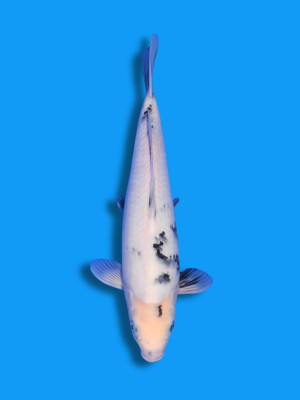Shiro Utsuri | Koi&Co.
