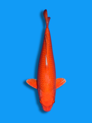 Orenji Ogon | Koi&Co.
