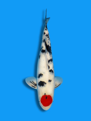 Tancho Sanke | Koi&Co.
