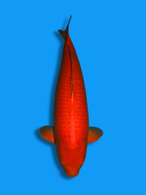 Mango Karashi | Koi&Co.