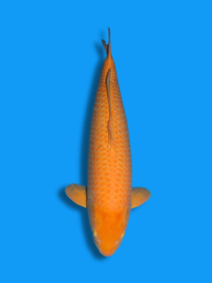 Karashigoi | Koi&Co.