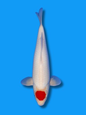 Tancho Kohaku | Koi&Co.