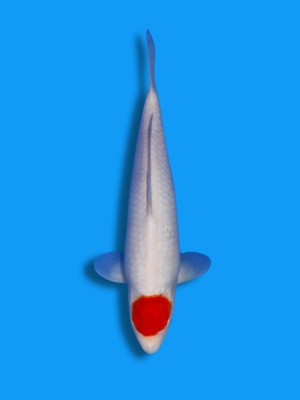 Tancho Kohaku | Koi&Co.