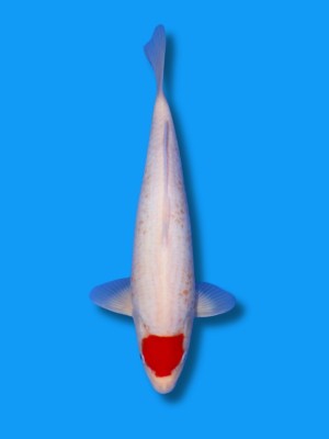 Kanoko Tancho Kohaku | Koi&Co.