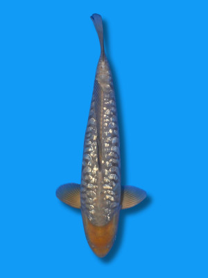Big Scale Ginrin Soragoi | Koi&Co.