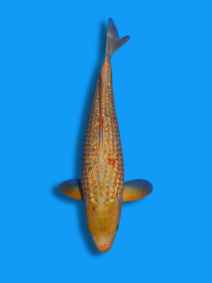 Ginrin Golden Corn | Koi&Co.