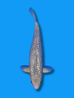 Ginrin Golden Corn | Koi&Co.