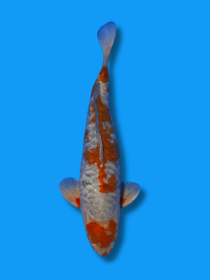 Big Scale Ochiba Shigure | Koi&Co.