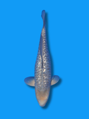 Big Scale Ginrin Soragoi | Koi&Co.