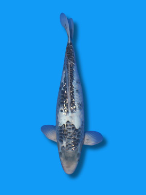Big Scale Kawarimono | Koi&Co.