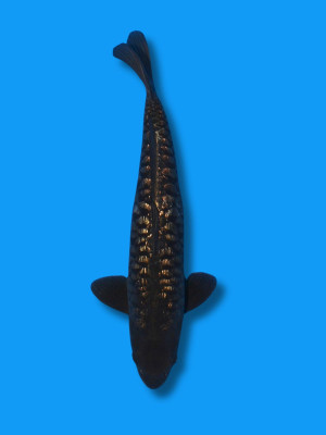 Big Scale Ginrin Karasugoi | Koi&Co.