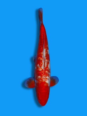 Big Scale Ginrin Benigoi | Koi&Co.