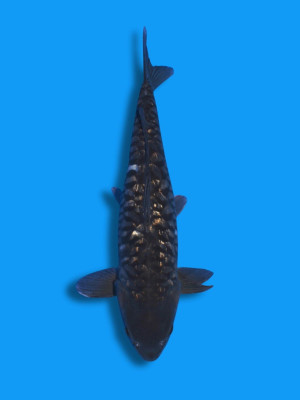 Big Scale Ginrin Karasugoi | Koi&Co.