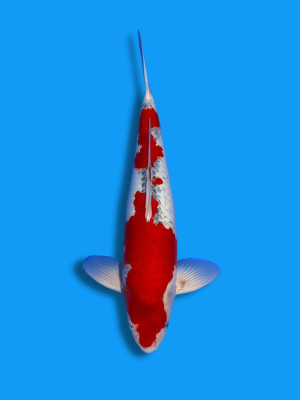 Goshiki | Koi&Co.