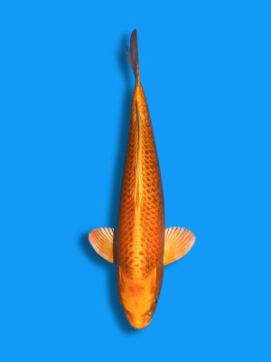 Yamabuki | Koi&Co.