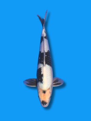 Shiro Utsuri | Koi&Co.