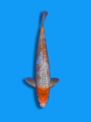 Golden Corn | Koi&Co.