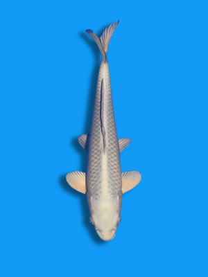 White Mukashi | Koi&Co.