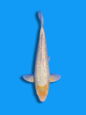 Ginrin Golden Corn | Koi&Co.