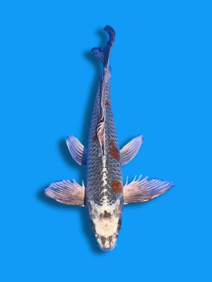 Hirenaga Hikari Ochiba | Koi&Co.