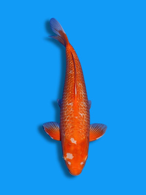 Ginrin Golden Corn | Koi&Co.