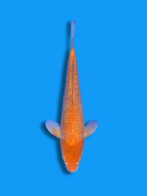 Golden Corn | Koi&Co.
