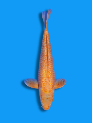 Ginrin Golden Corn | Koi&Co.
