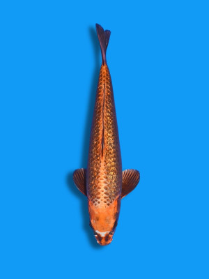 Ginrin Hikari Kawari | Koi&Co. Ginrin Hikari Kawari | Koi&Co.