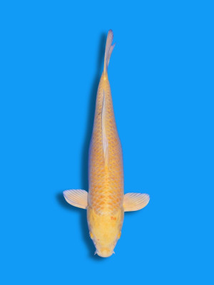 Yamabuki | Koi&Co.