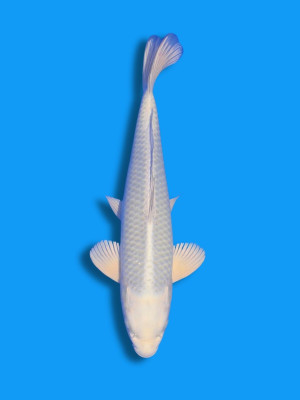 White Mukashi | Koi&Co. Jörg Hagenow