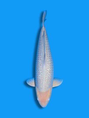 Ginrin Soragoi | Koi&Co. Ginrin Soragoi | Koi&Co.