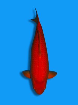 Mango Karashi | Koi&Co. Mango Karashi | Koi&Co.