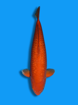 Ginrin Benikarashi | Koi&Co. Ginrin Benikarashi | Koi&Co.